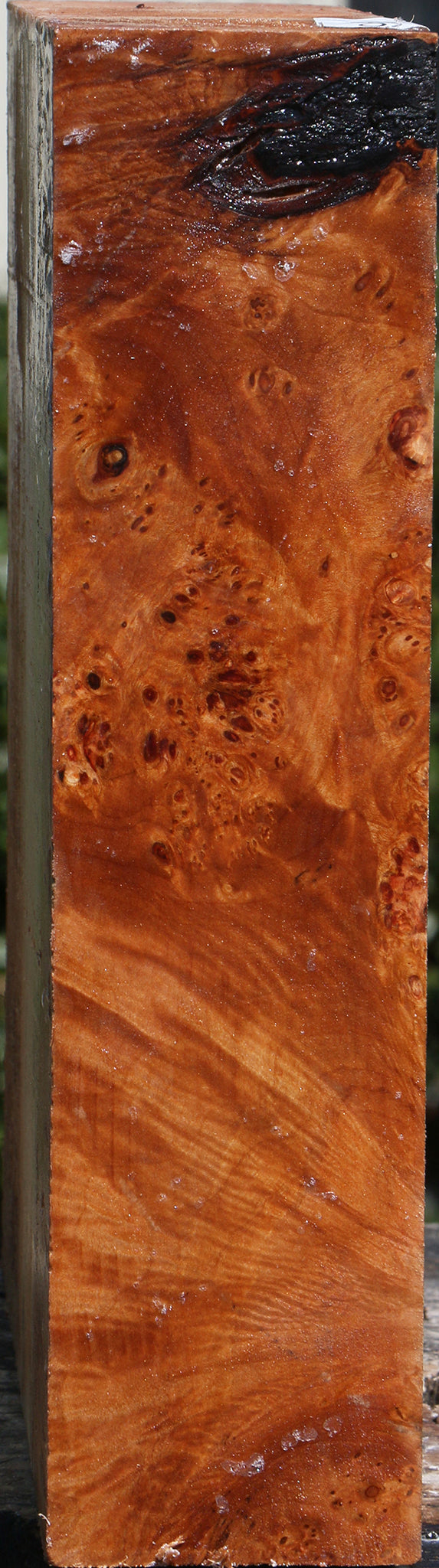 Maple Burl Bowl Blank