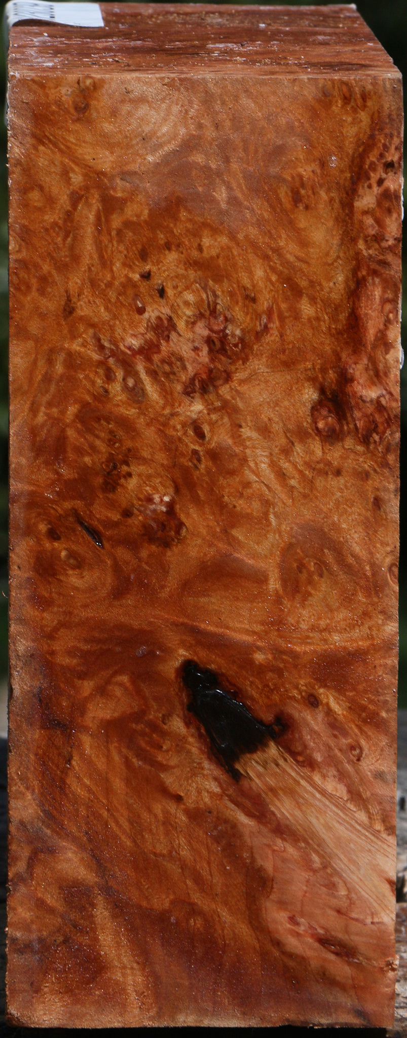 Maple Burl Bowl Blank