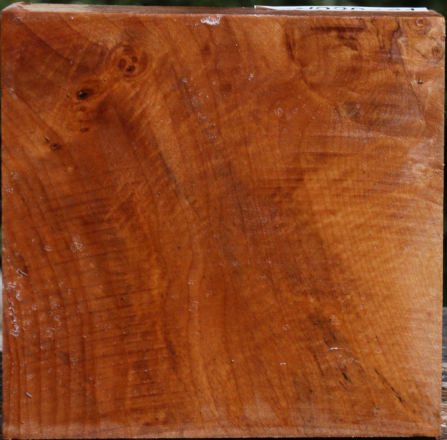 Maple Burl Bowl Blank