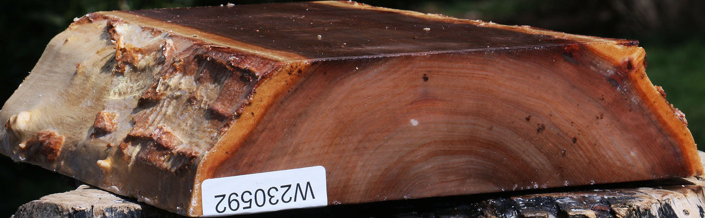 Elm Live Edge Bowl Blank