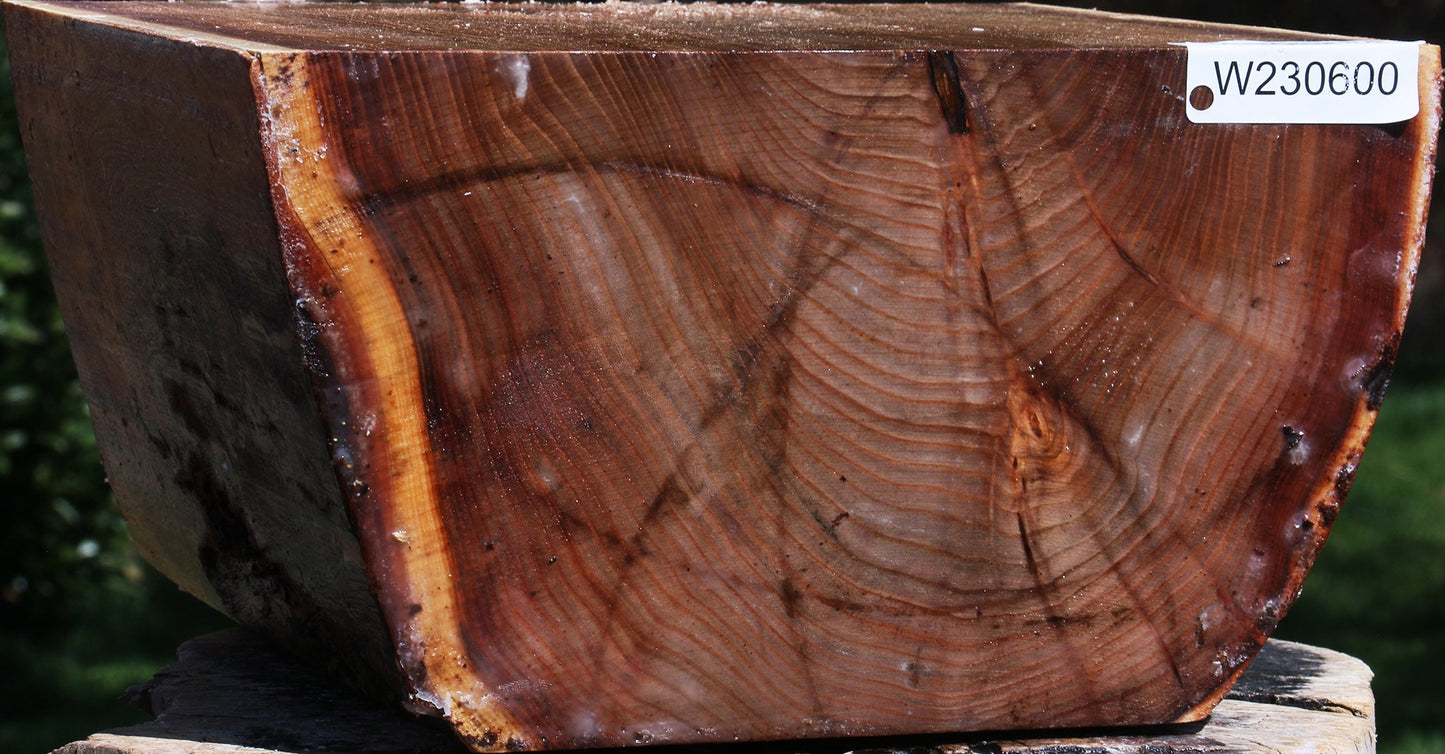Elm Live Edge Bowl Blank