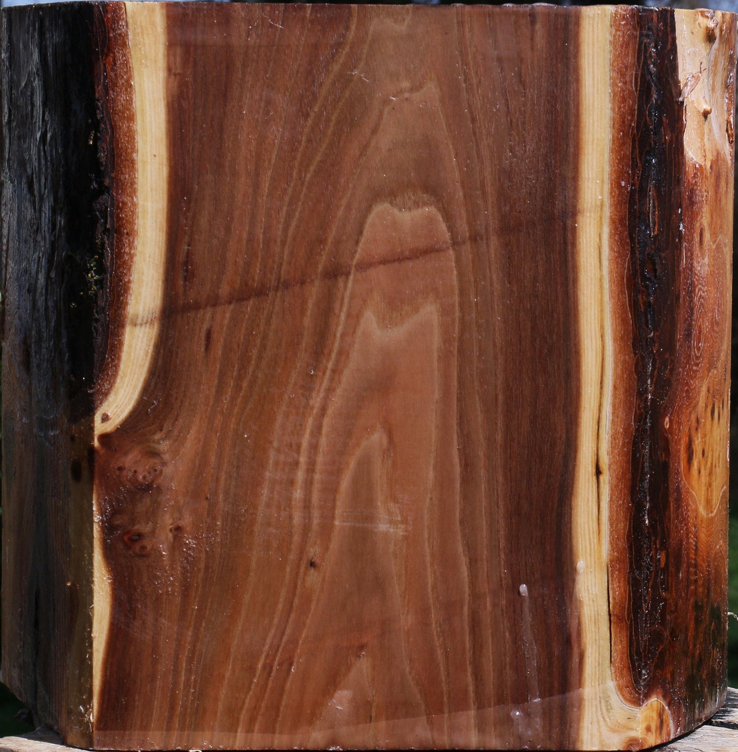 Elm Live Edge Bowl Blank