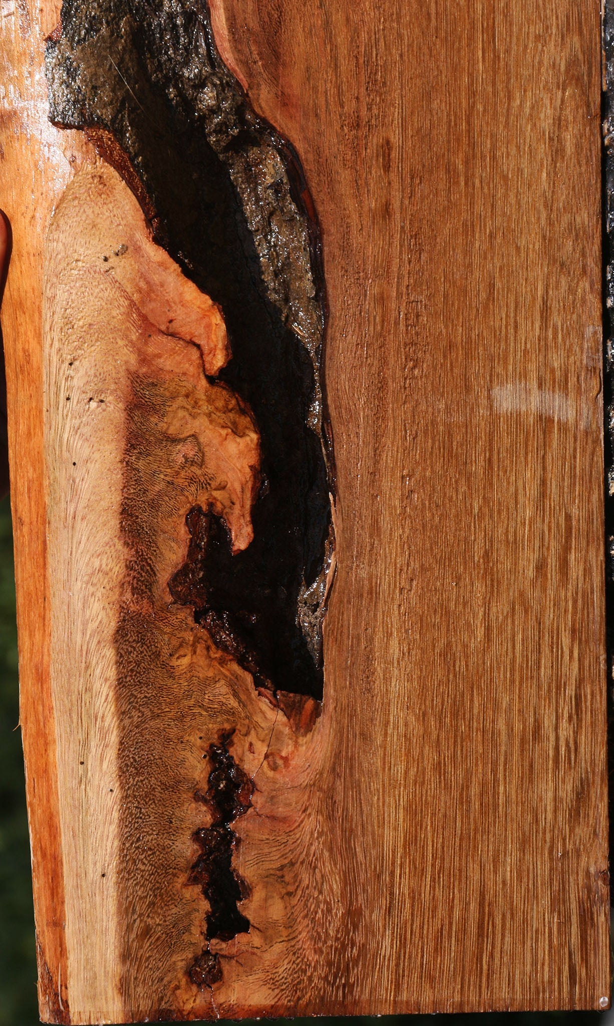 Rustic Sucupira Live Edge Lumber