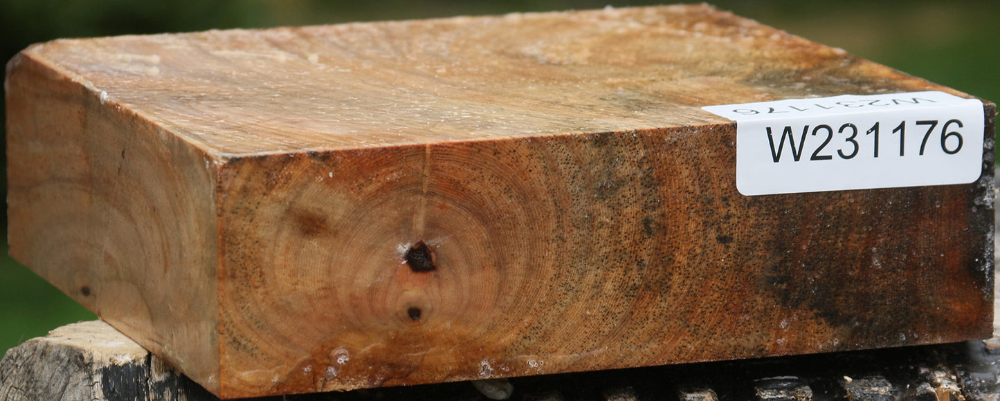 Sycamore Bowl Blank