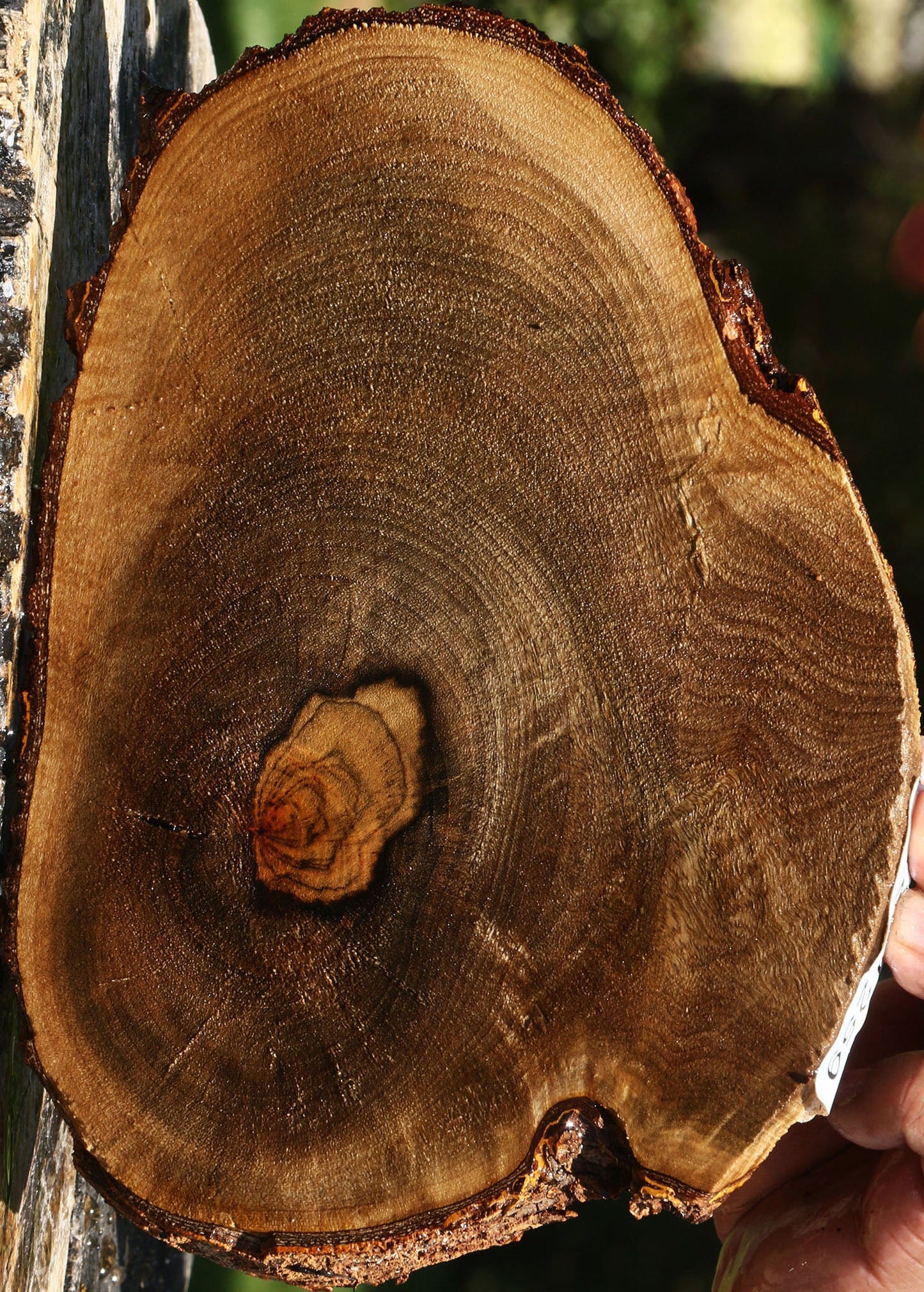 Rustic Pistachio Live Edge Lumber