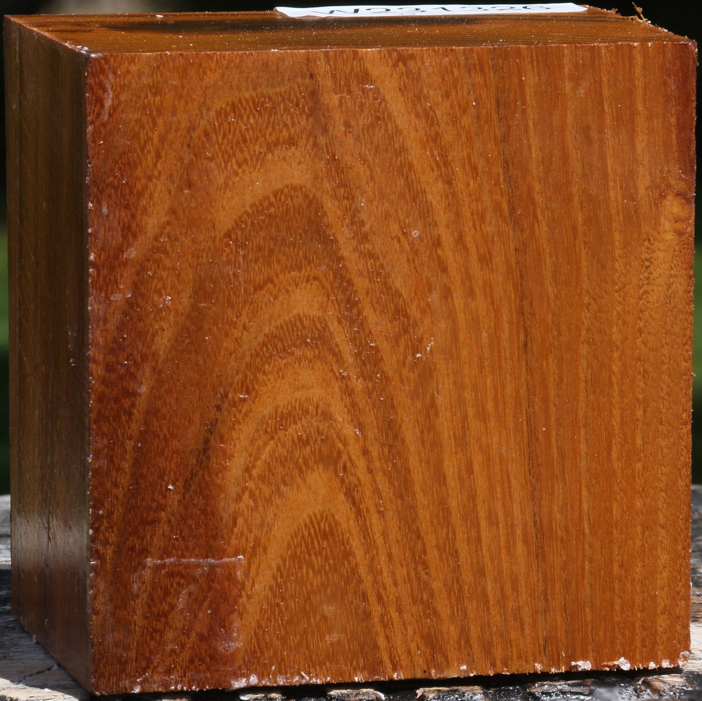 Silver Wattle Bowl Blank