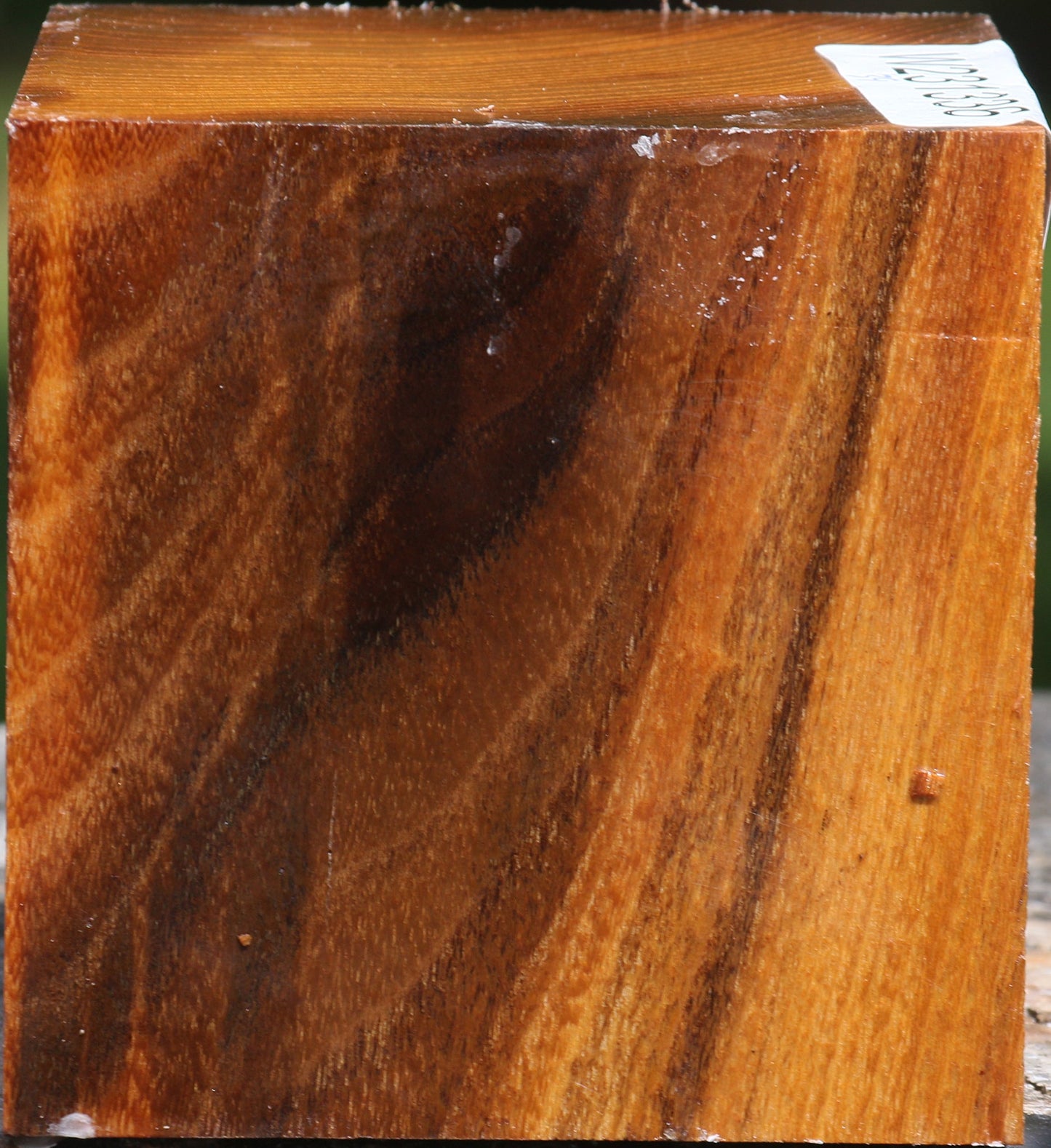 Silver Wattle Bowl Blank