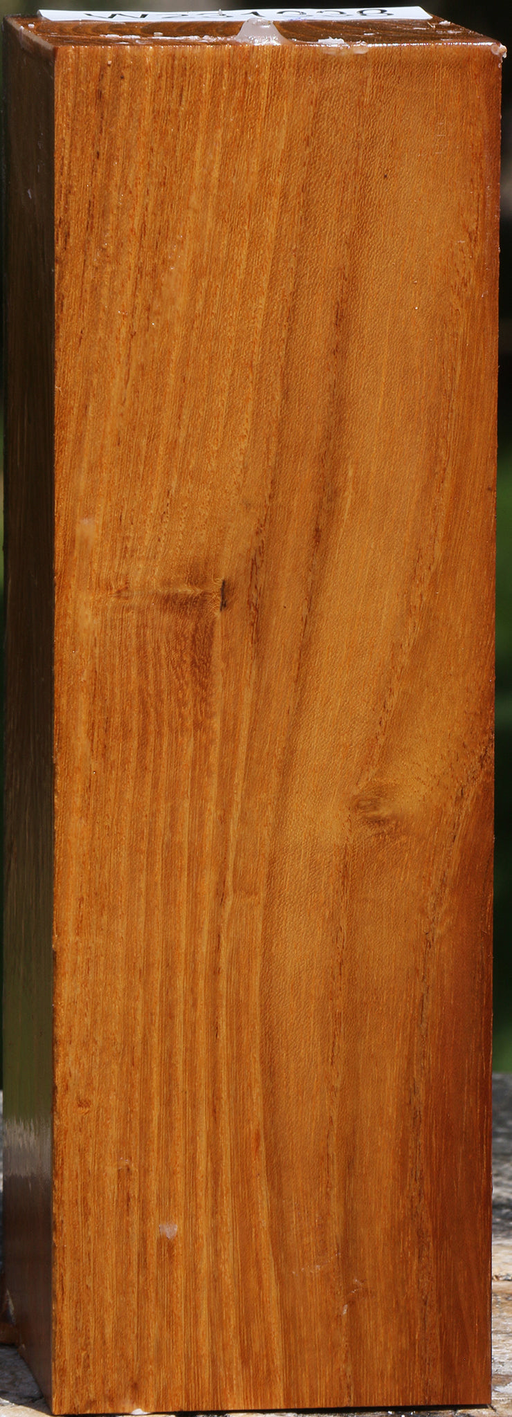 Silver Wattle Peppermill