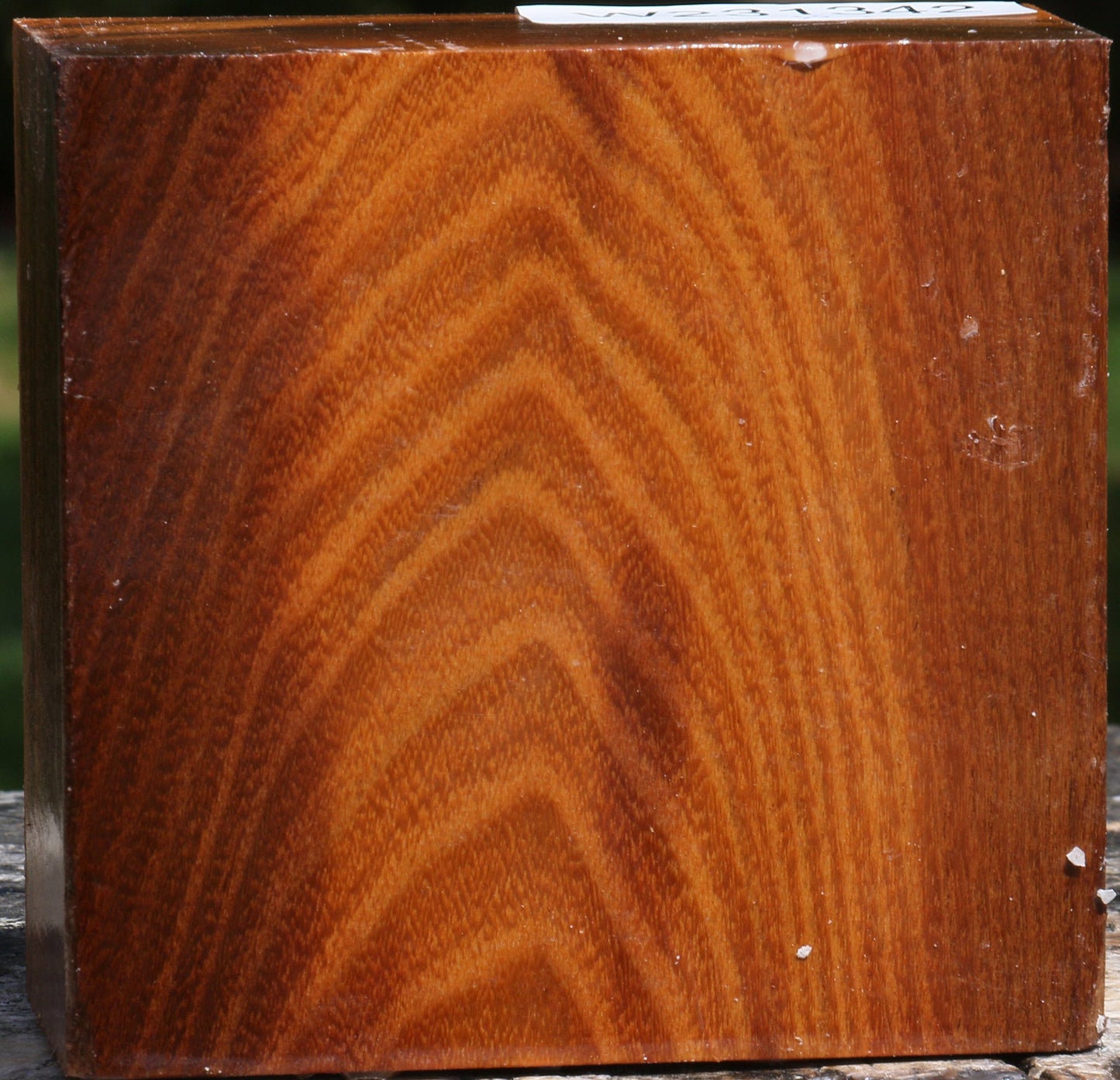 Silver Wattle Bowl Blank