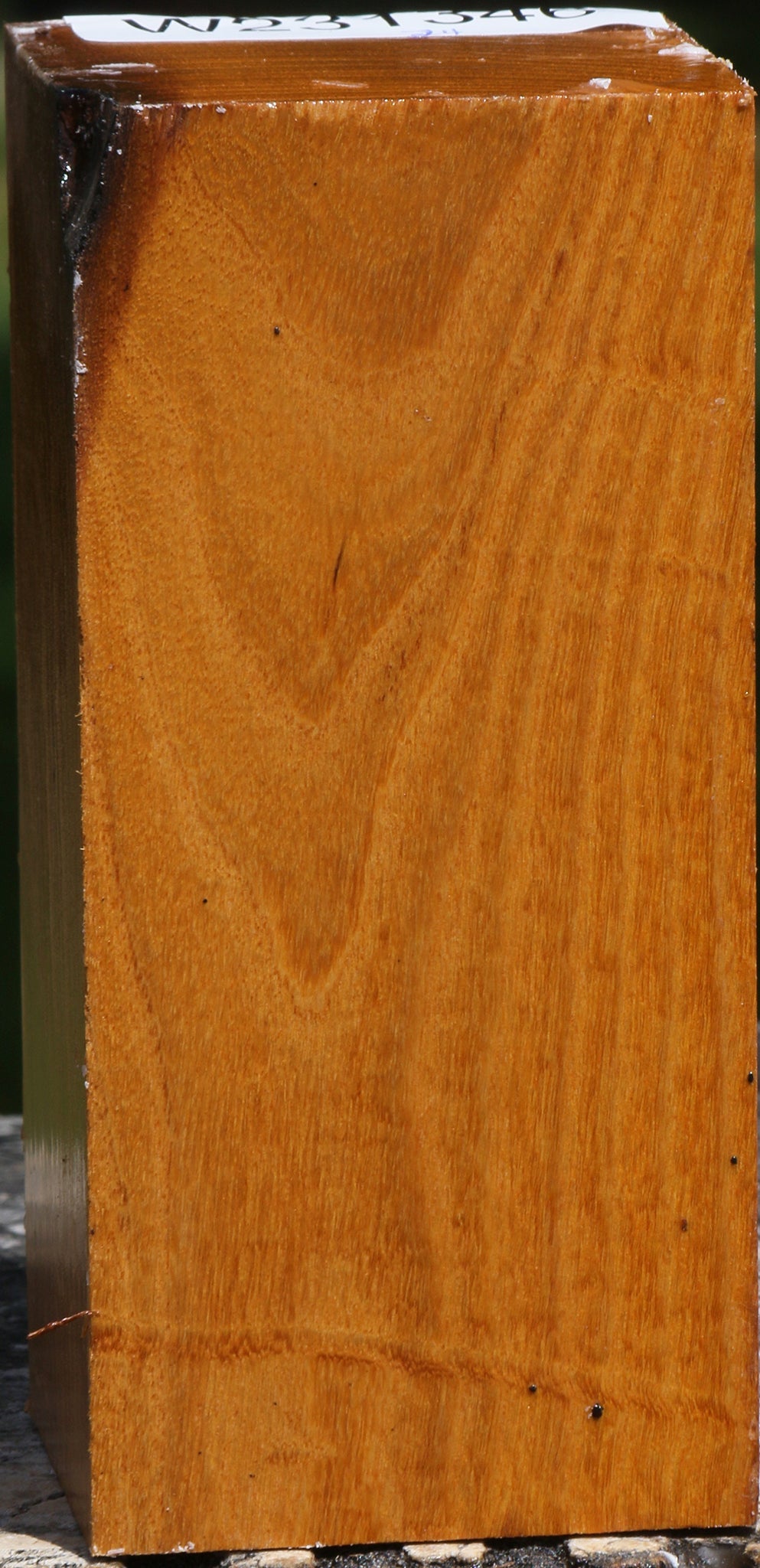 Silver Wattle Turning Square