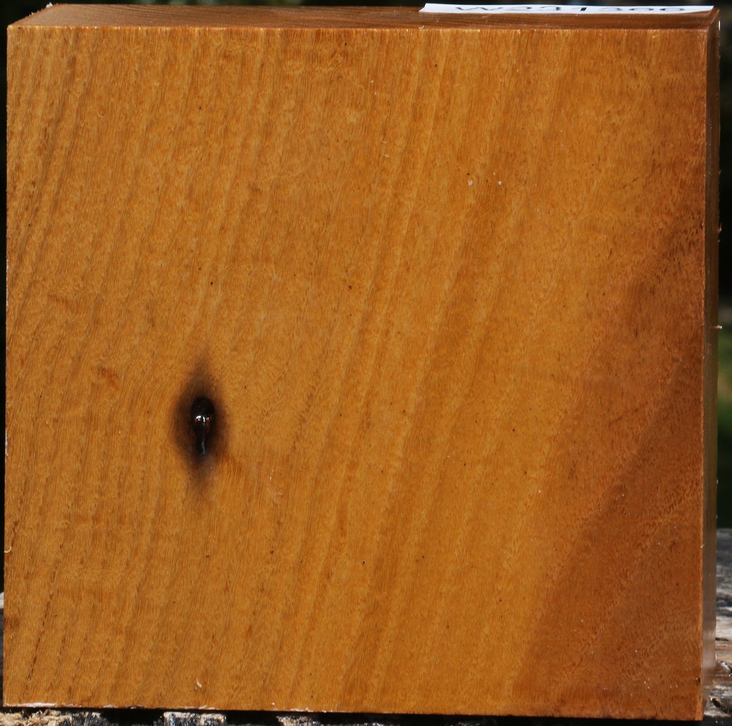 Silver Wattle Bowl Blank