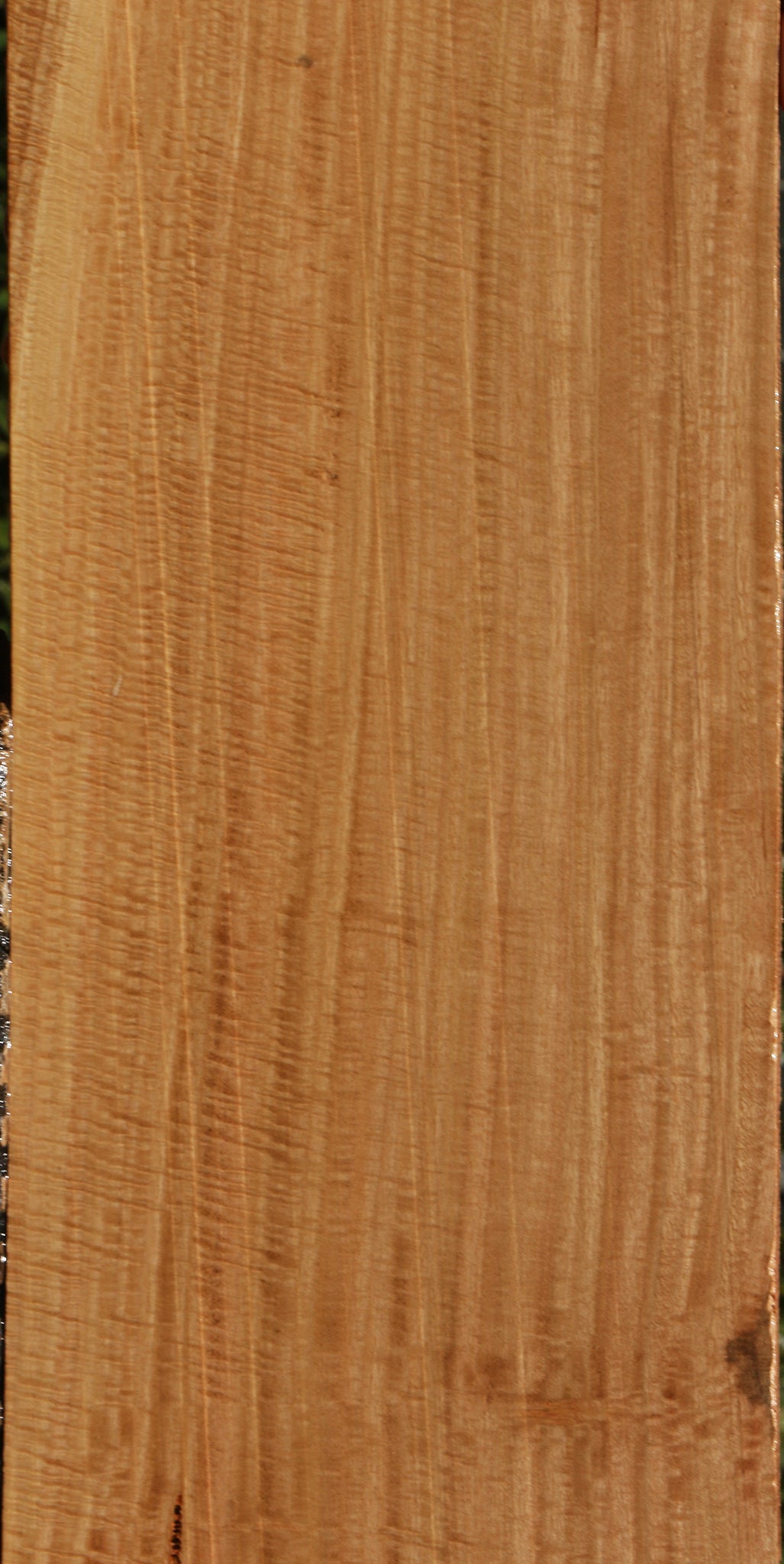 Exhibition Eucalyptus Lumber