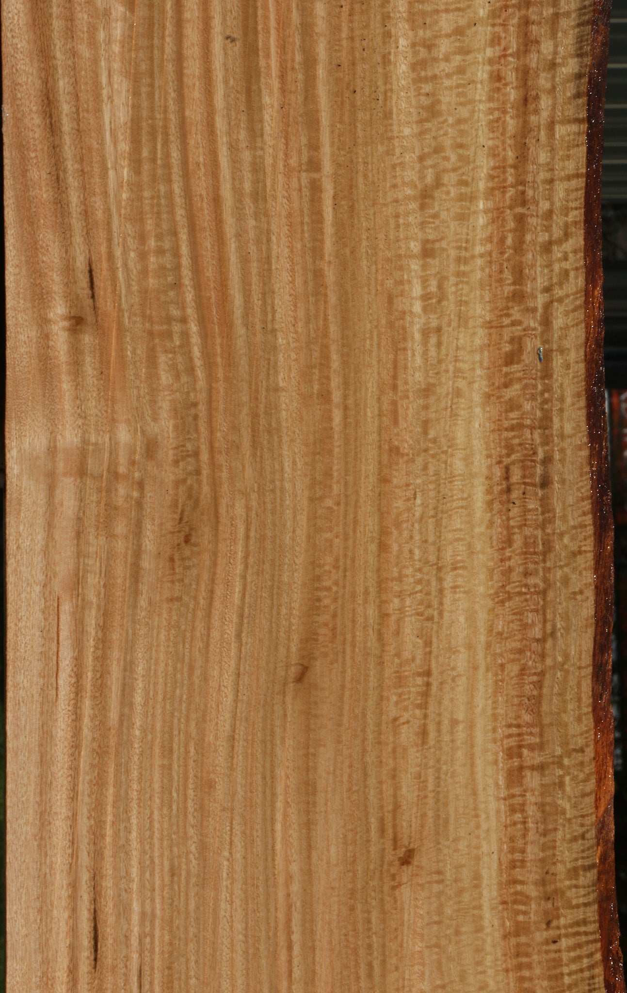 Extra Fancy Eucalyptus Live Edge Lumber