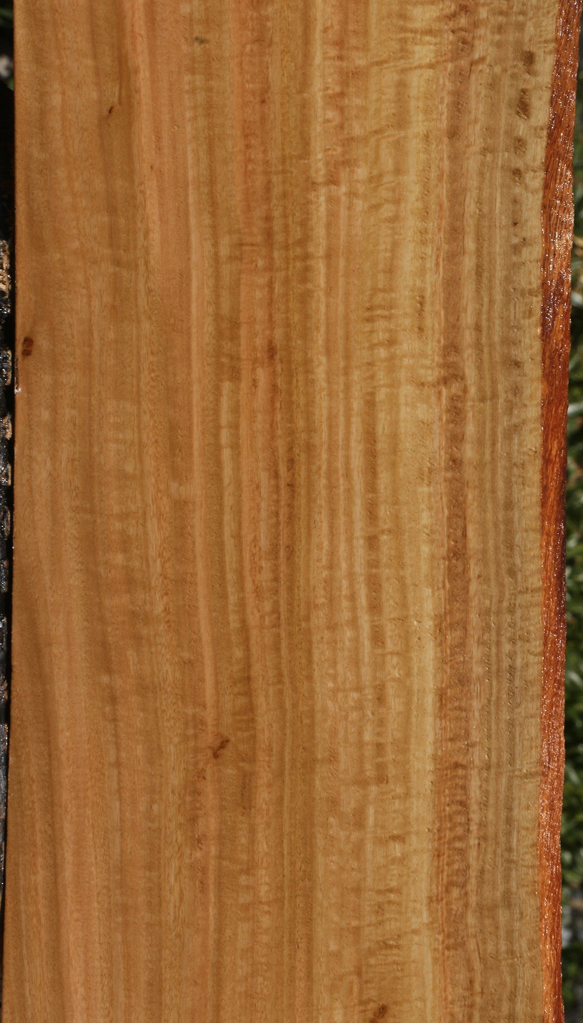 Extra Fancy Eucalyptus Live Edge Lumber