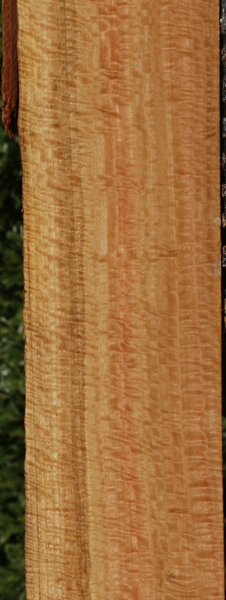 Exhibition Eucalyptus Live Edge Lumber