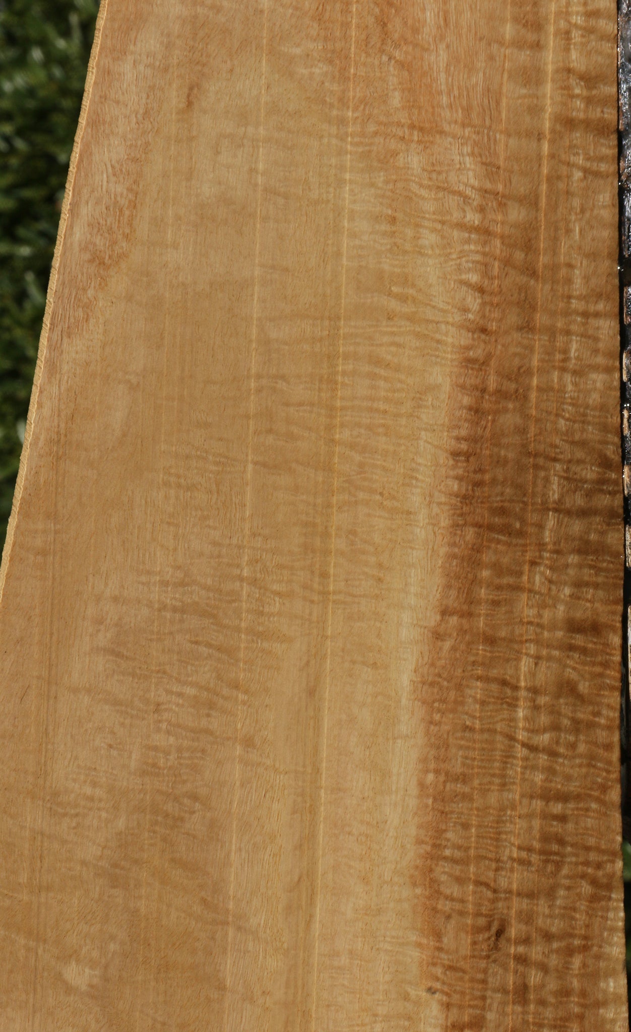 Extra Fancy Eucalyptus Lumber