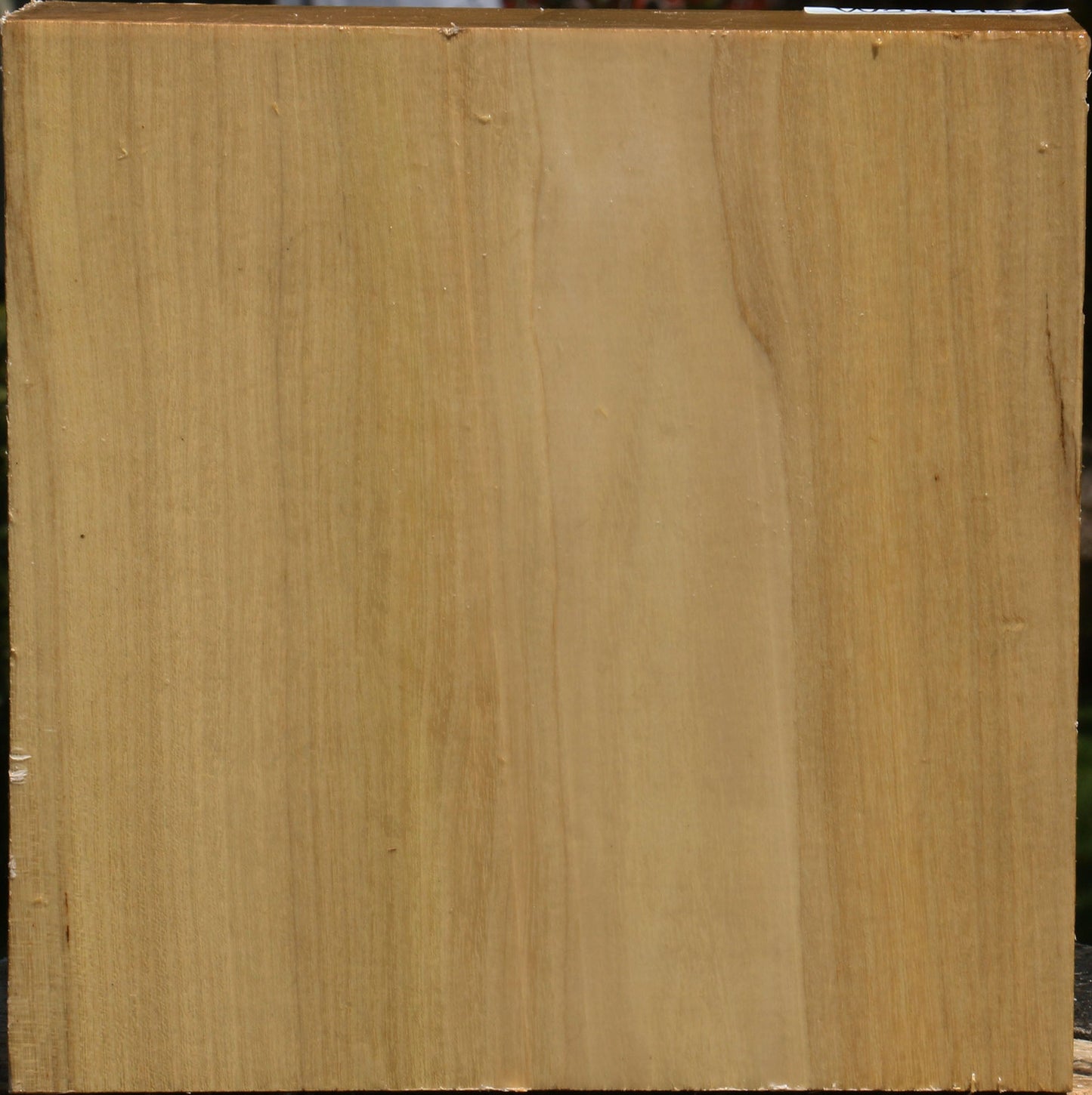 Black Locust Bowl Blank