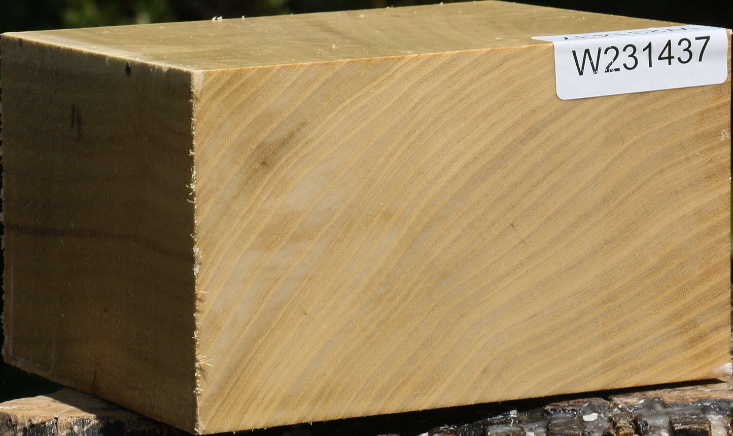 Black Locust Bowl Blank