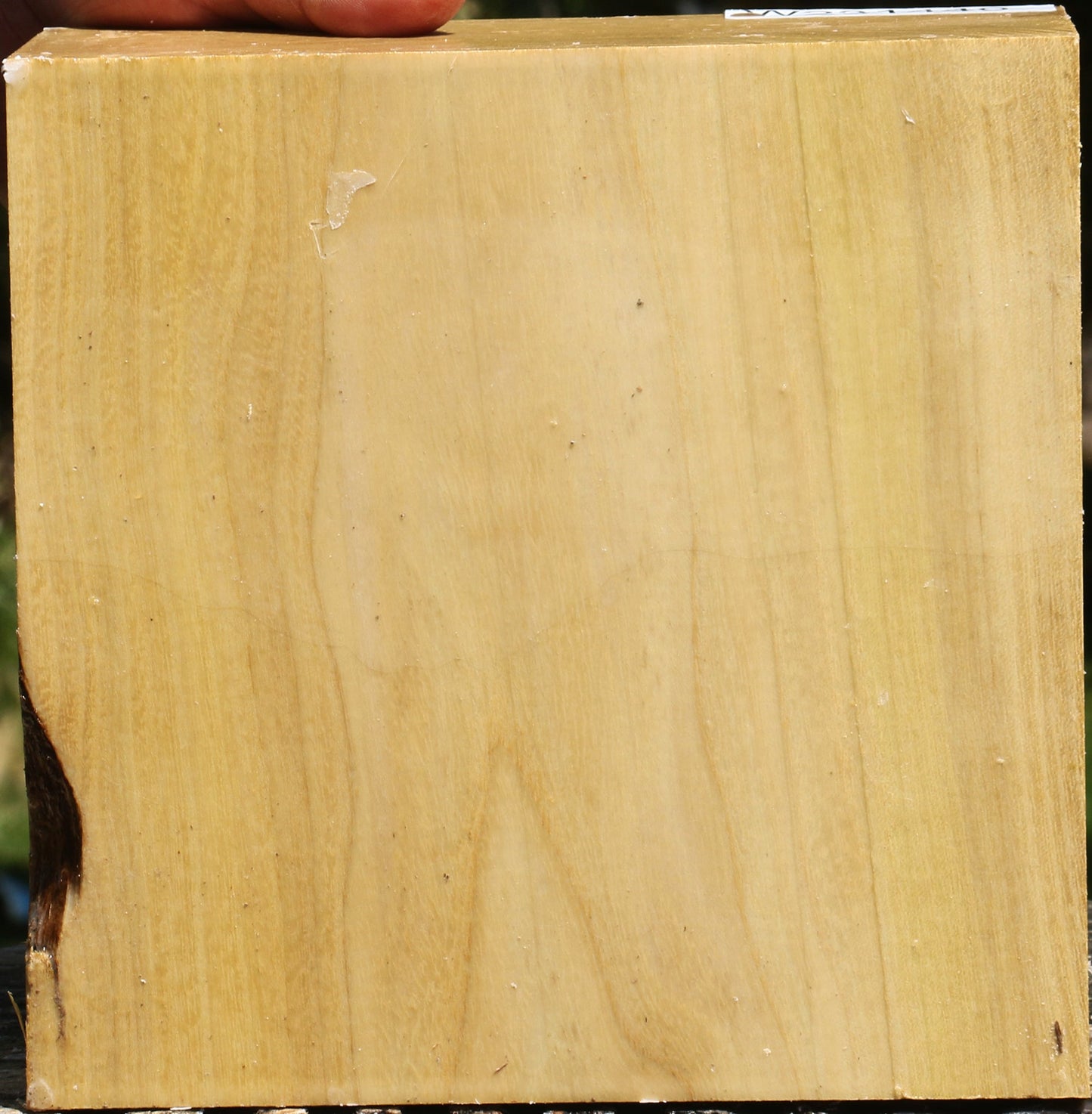 Black Locust Bowl Blank