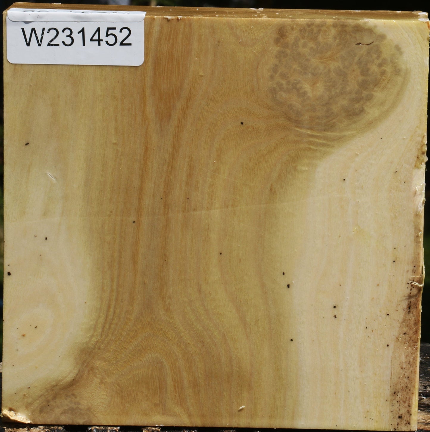 Figured Black Locust Bowl Blank