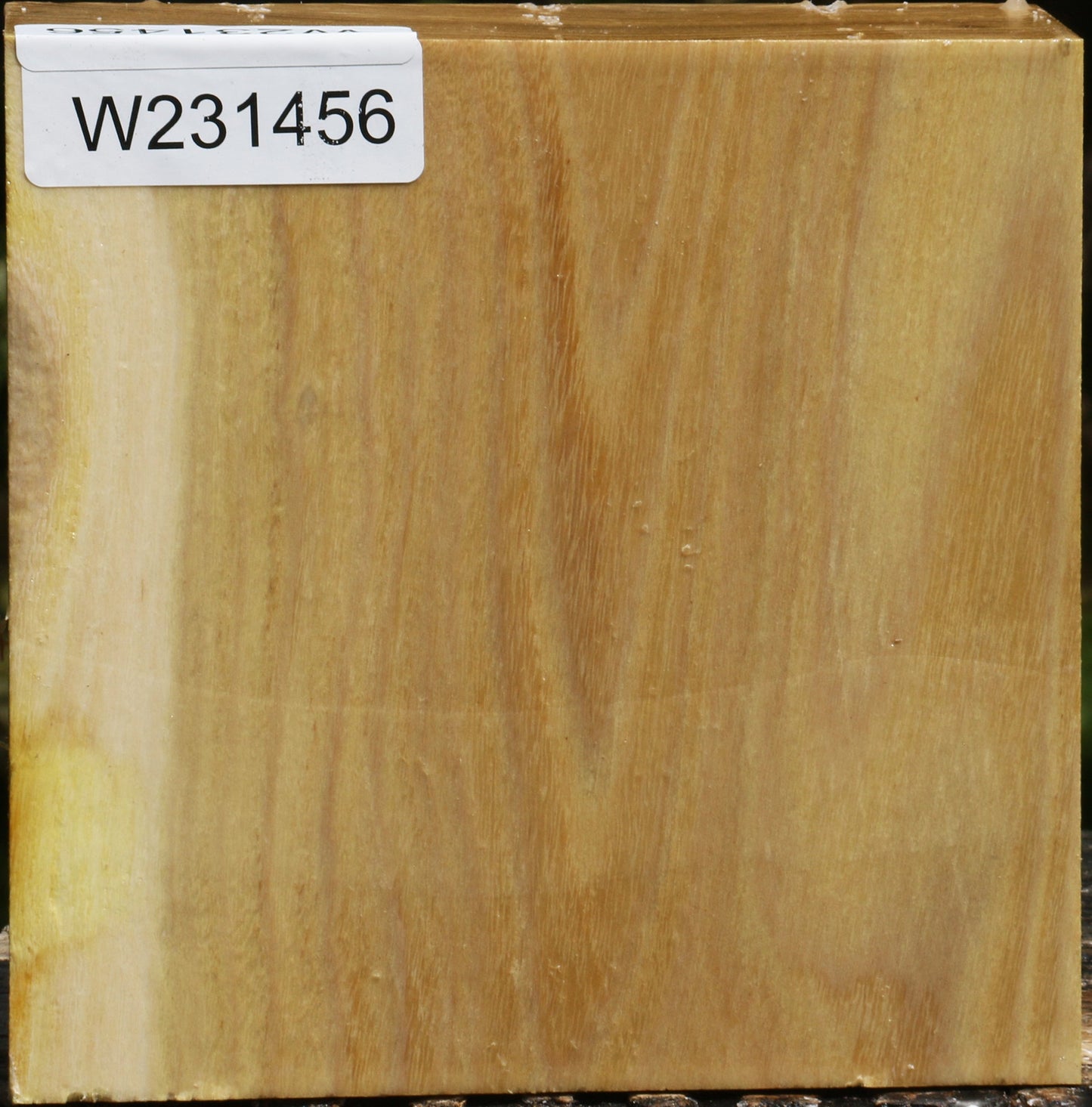 Black Locust Bowl Blank