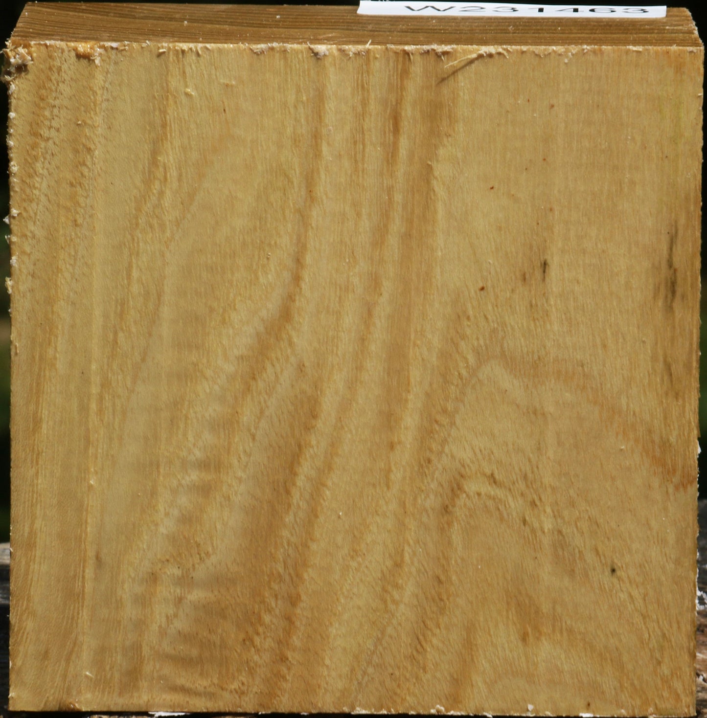 Black Locust Bowl Blank