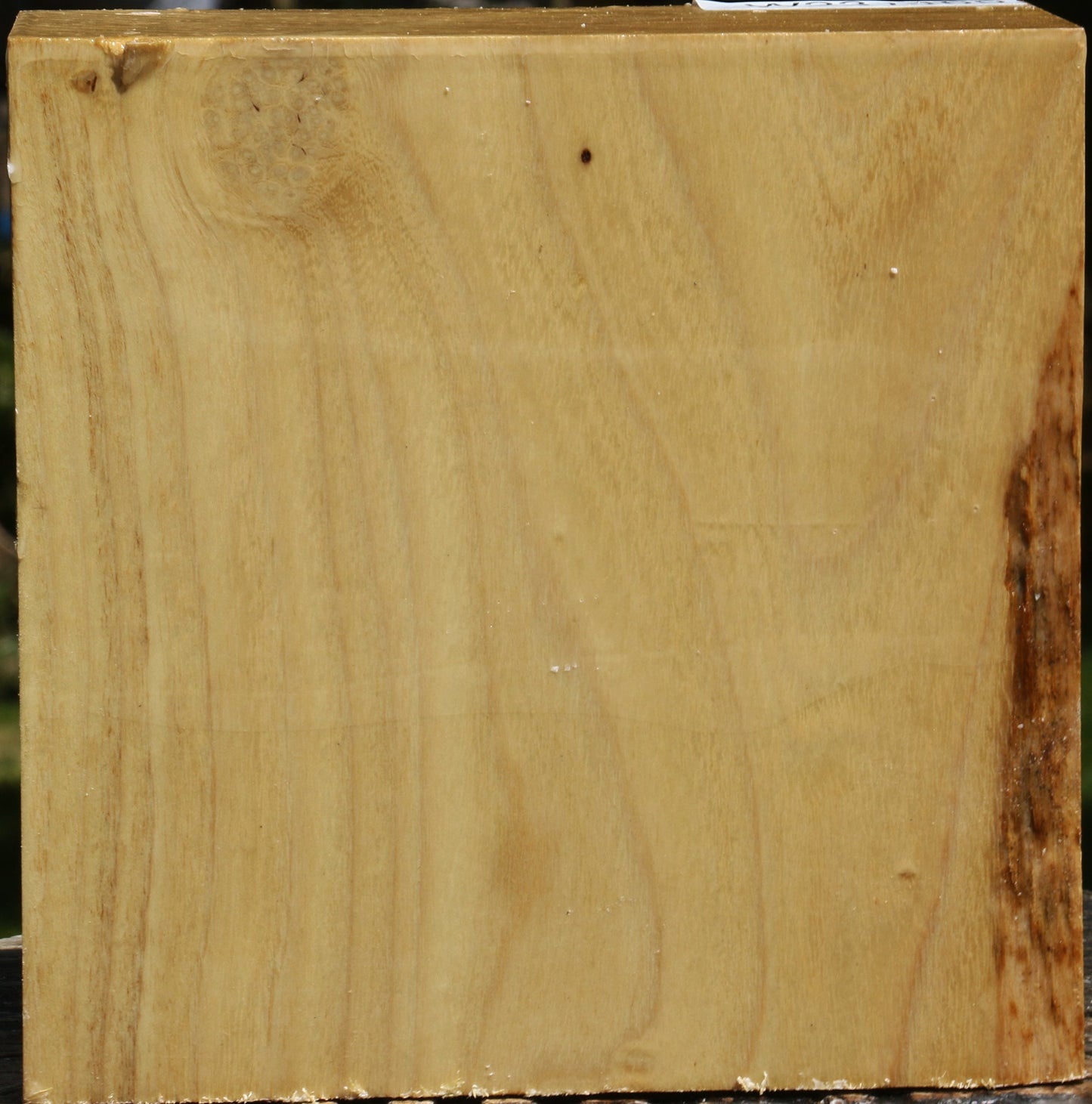 Black Locust Bowl Blank