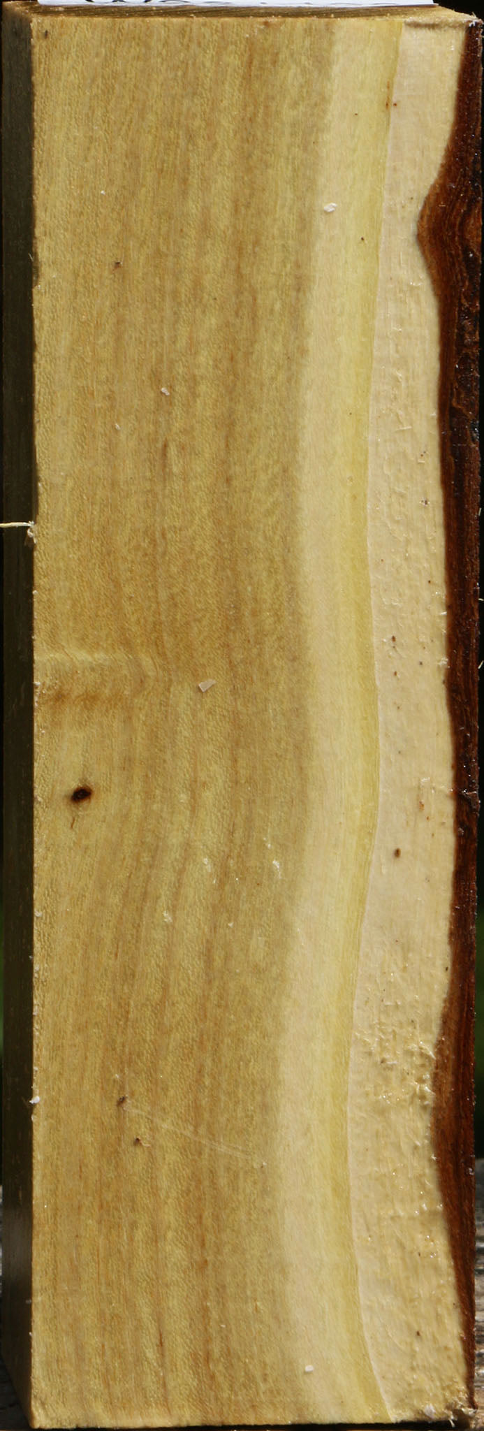 Black Locust Turning Square
