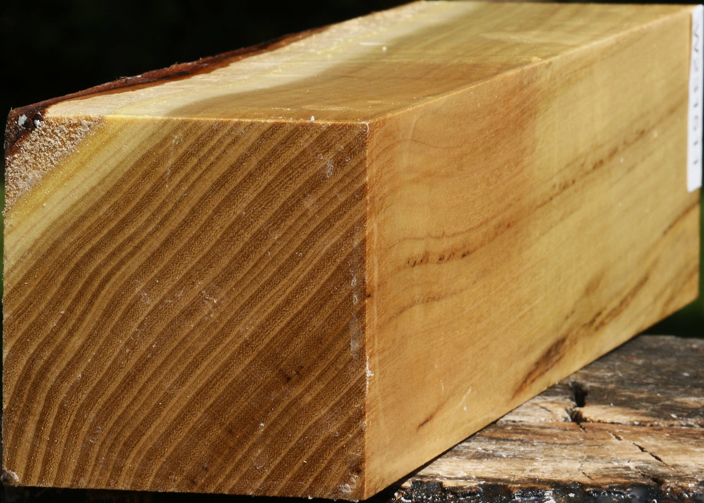 Black Locust Vessel Blank