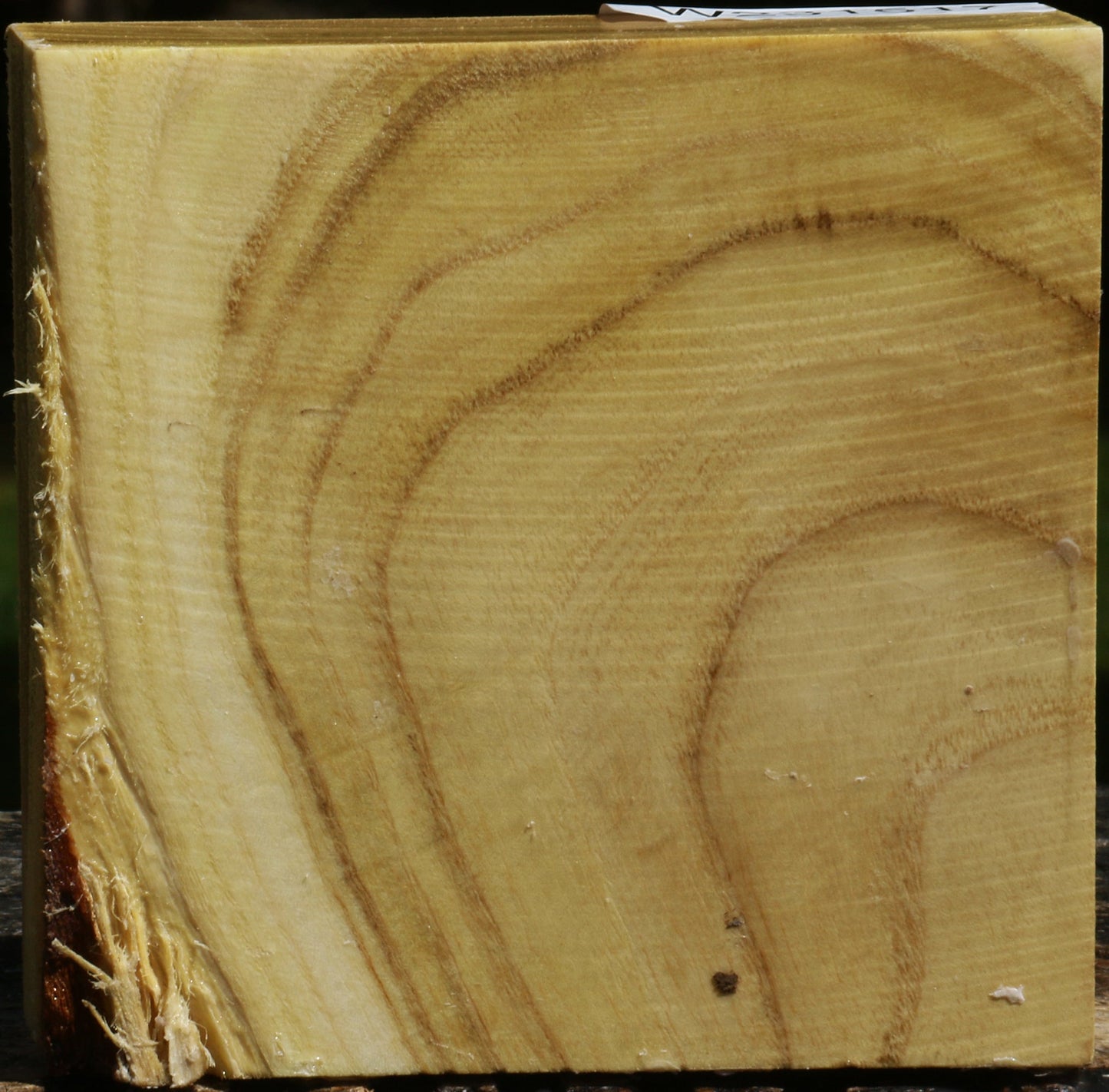 Black Locust Bowl Blank