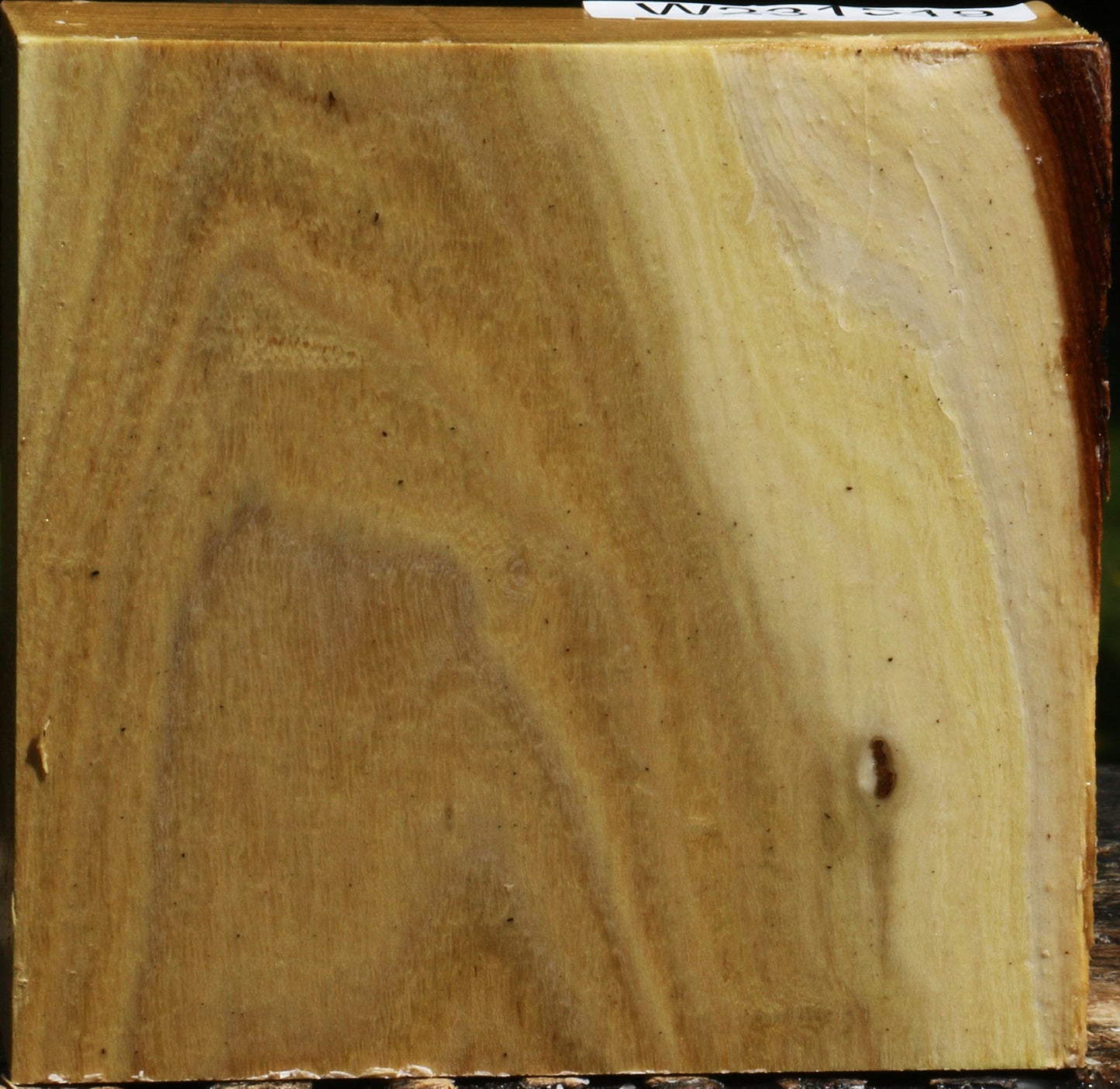 Black Locust Bowl Blank
