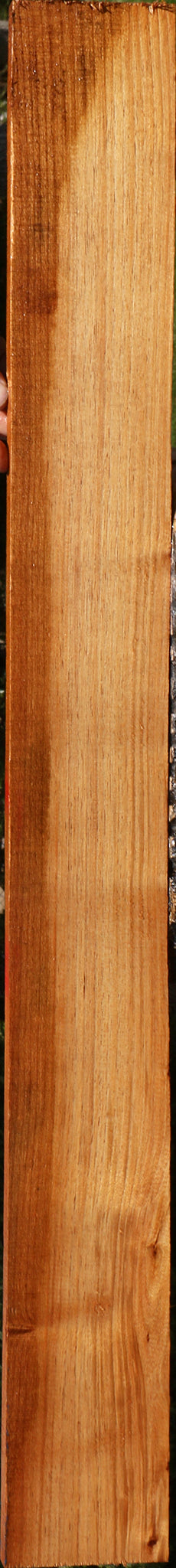 Tasmanian Blackwood Lumber