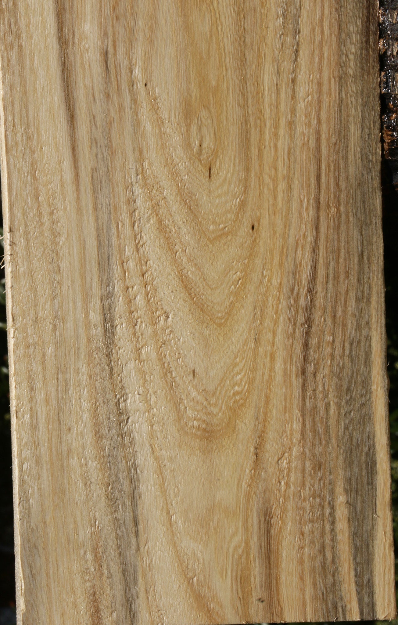 Figured Spalted Hackberry Lumber