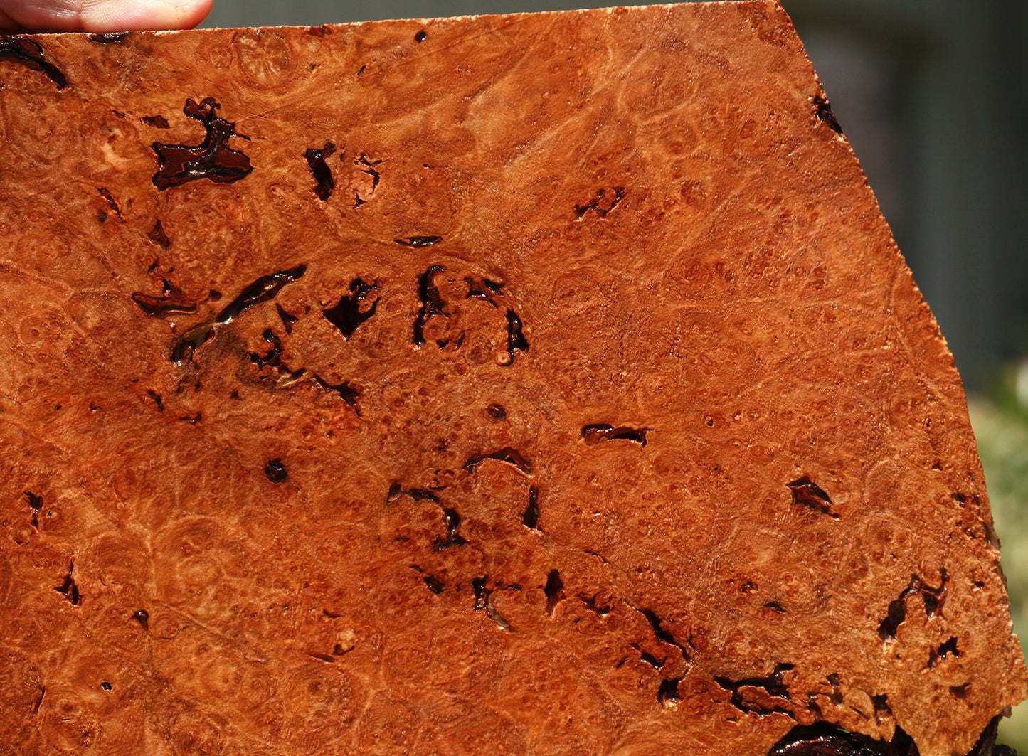 Rustic Maple Burl Live Edge Lumber