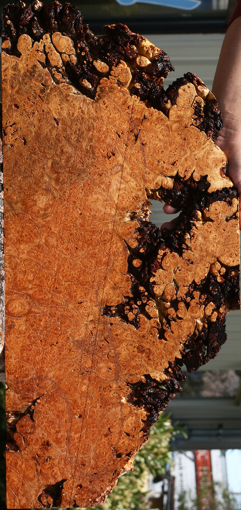 Maple Burl Drop Top Electric Guitar Billet