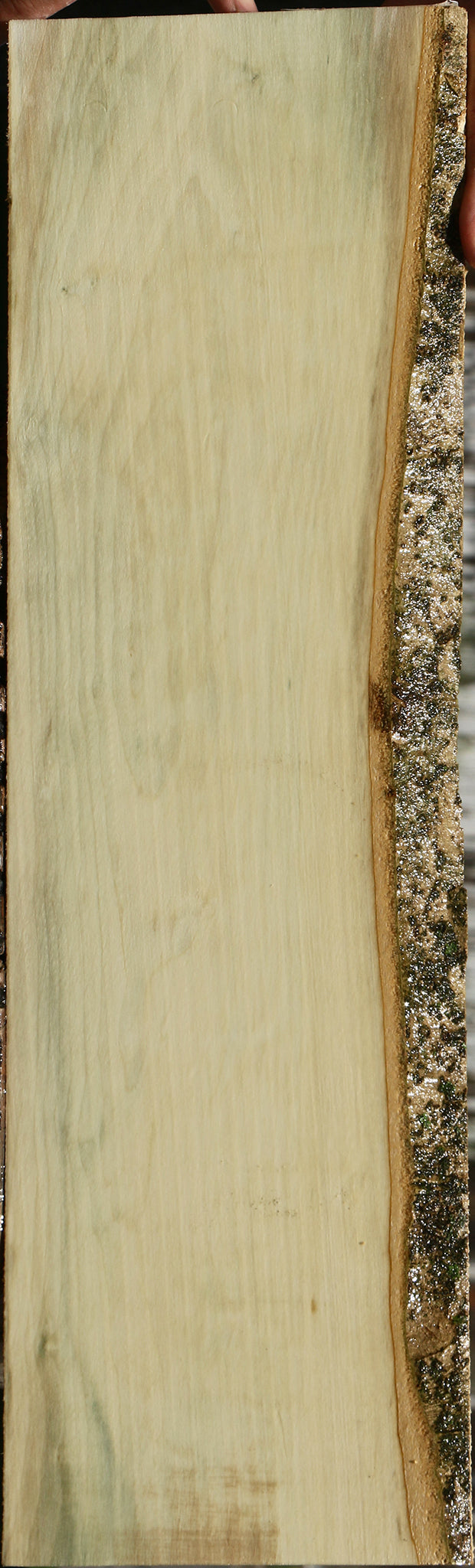 Holly Live Edge Lumber