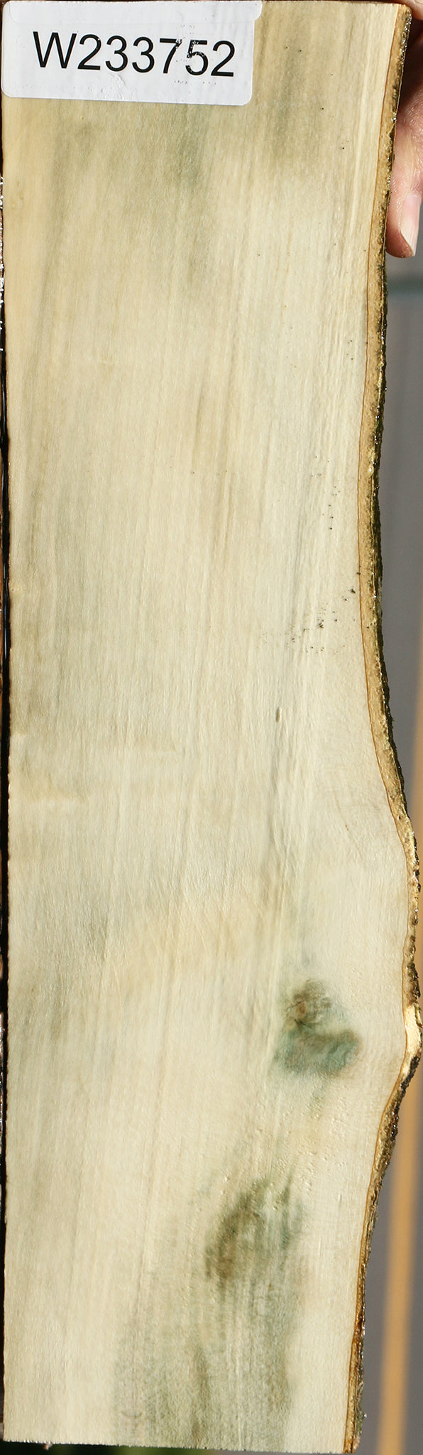 Holly Live Edge Lumber