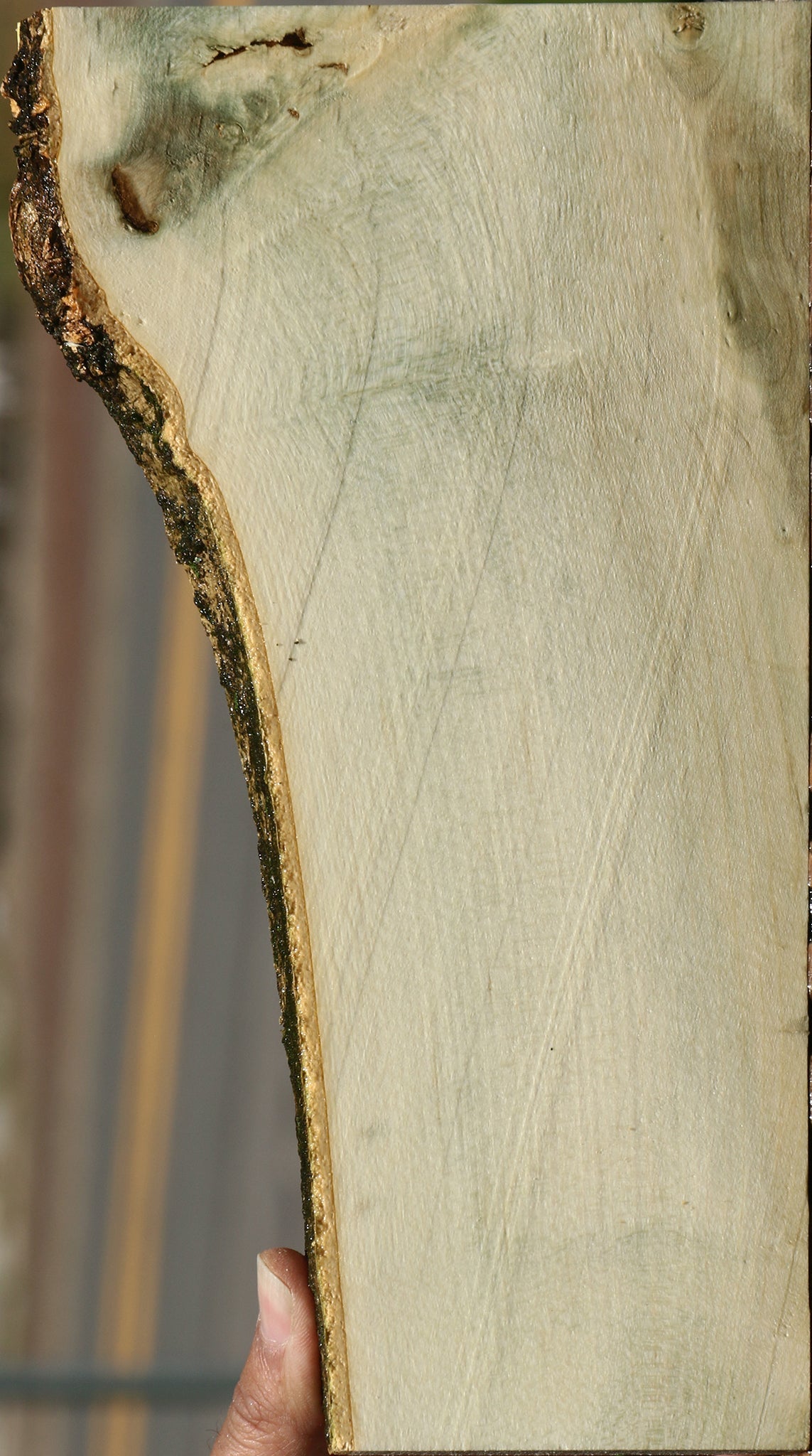 Holly Live Edge Lumber