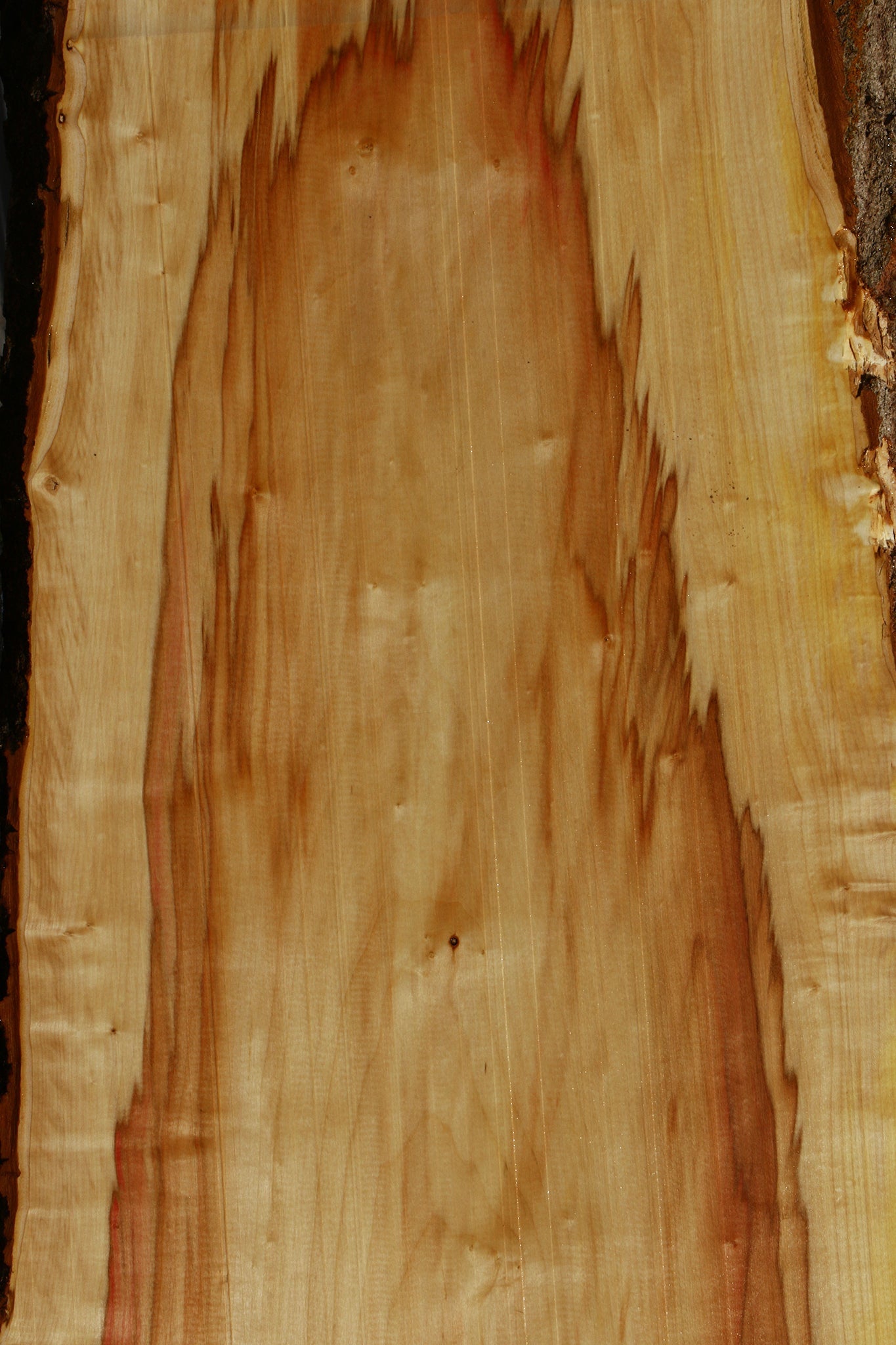 Extra Fancy Box Elder Live Edge Mini Slab