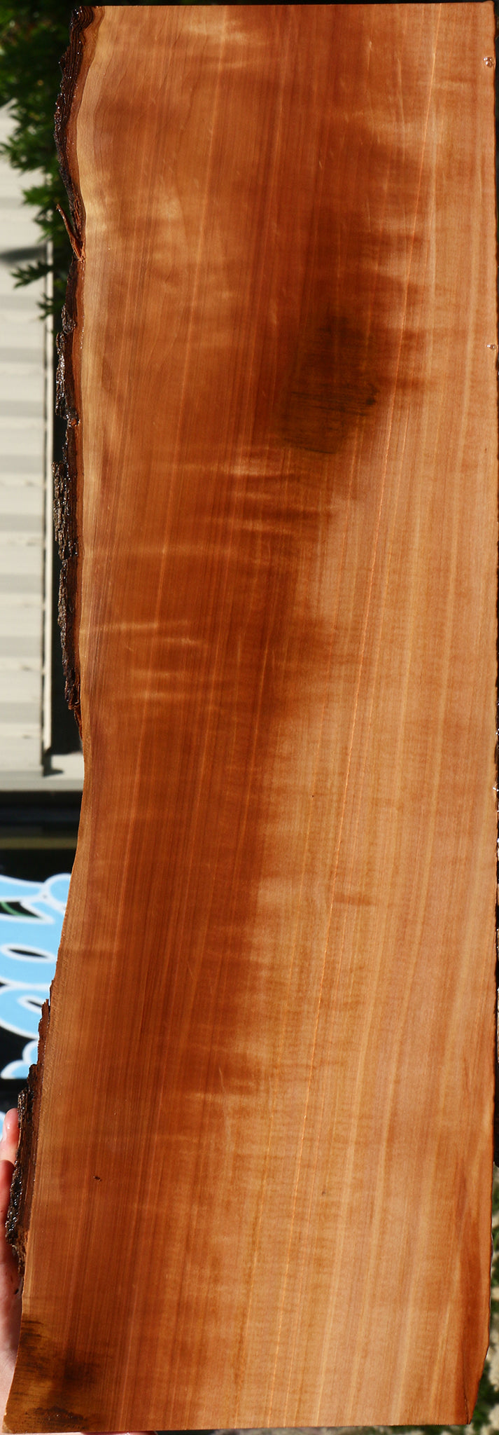 Extra Fancy Swiss Pear Live Edge Lumber