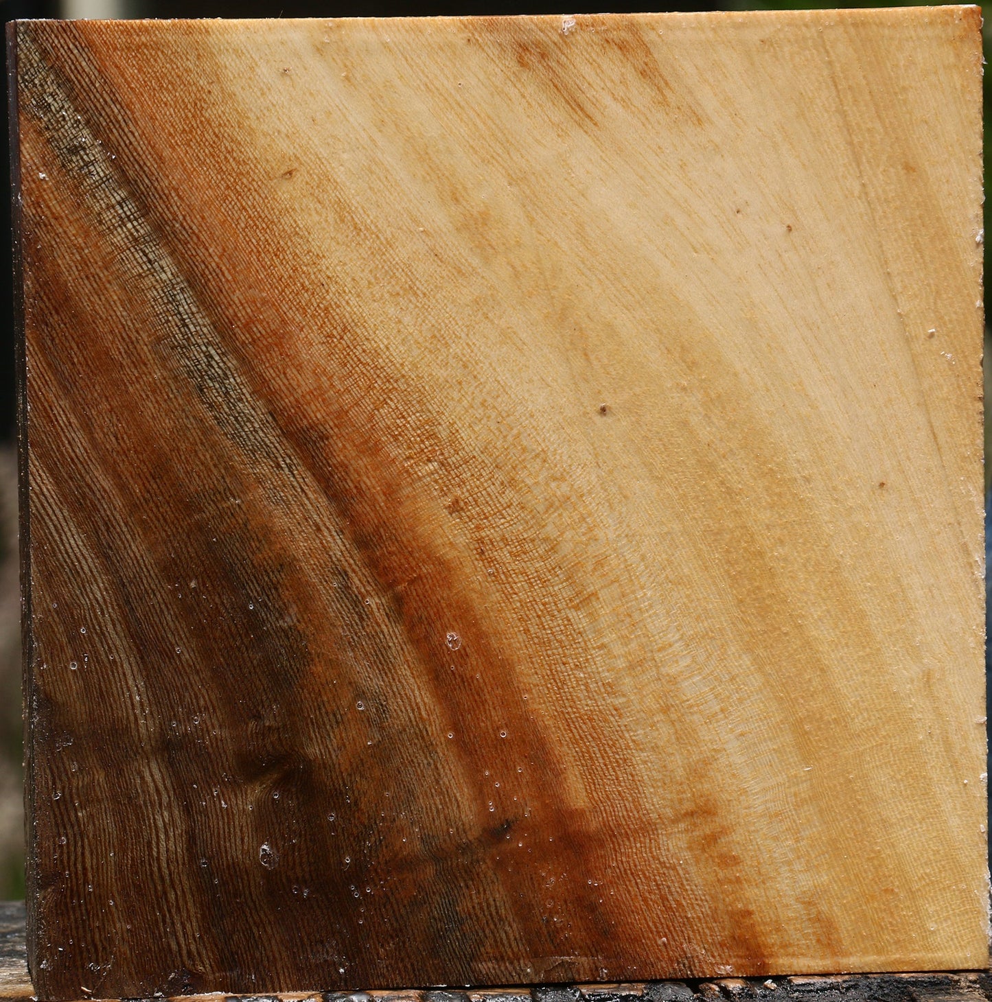 Figured Ficus Bowl Blank