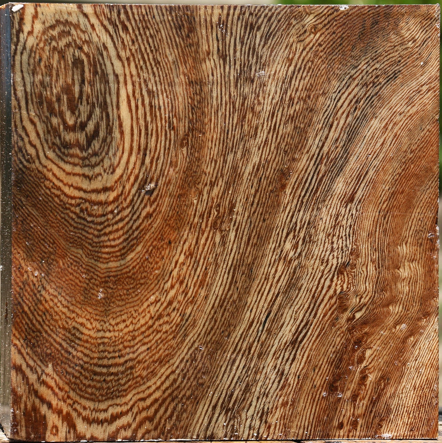 Figured Ficus Bowl Blank