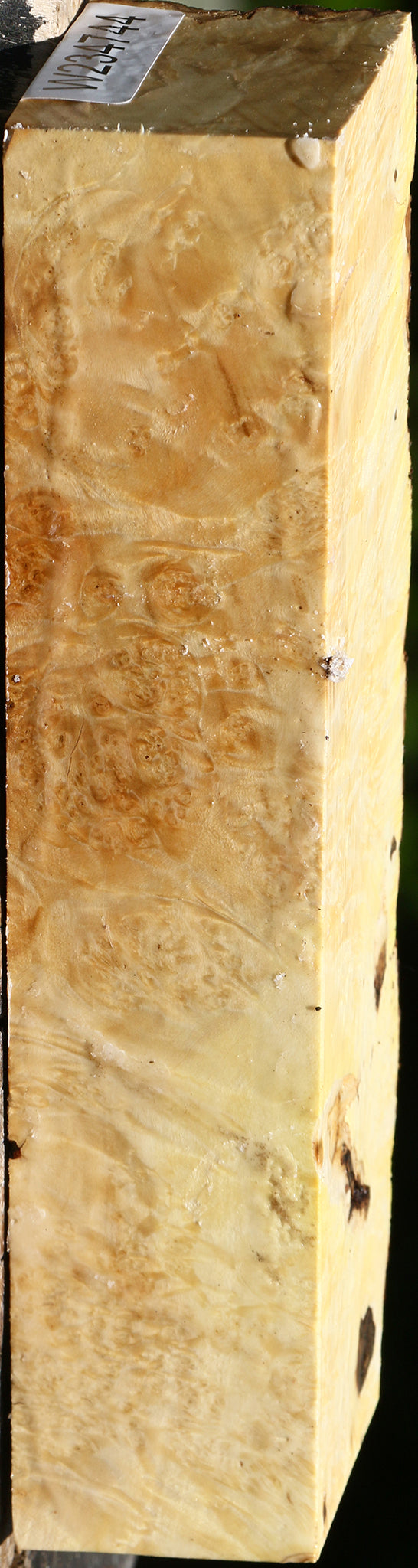 Box Elder Burl Live Edge Turning Blank