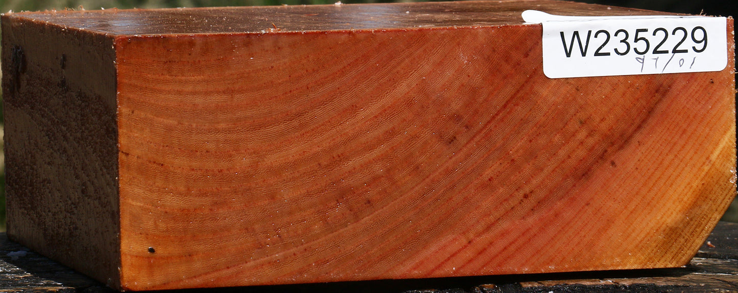 Zelkova Bowl Blank