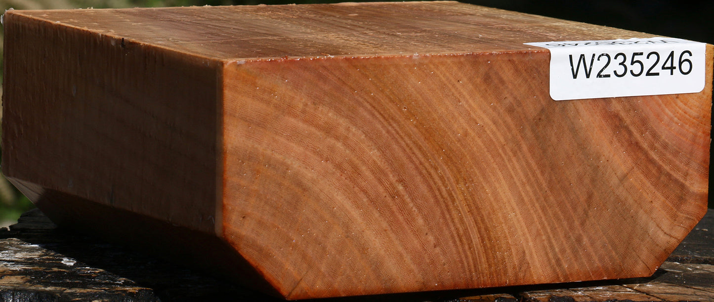 Zelkova Bowl Blank