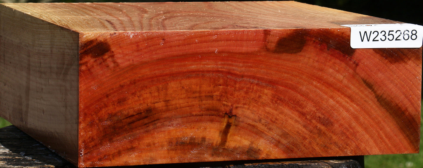Zelkova Bowl Blank