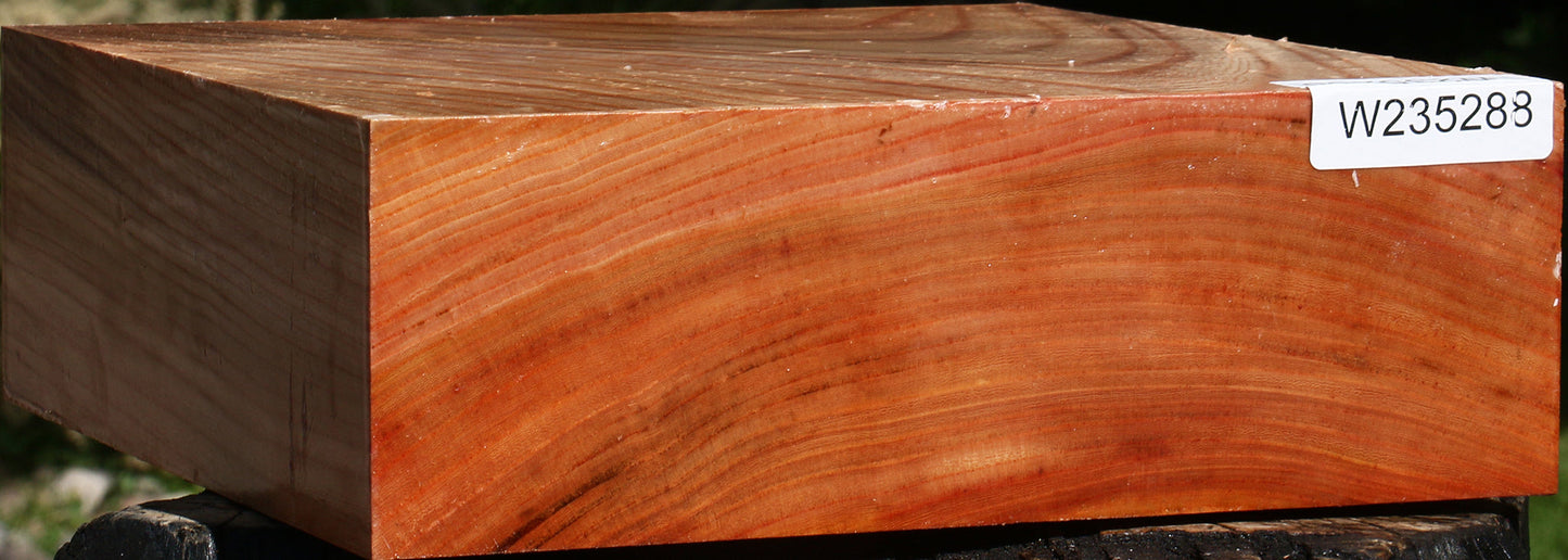 Zelkova Bowl Blank