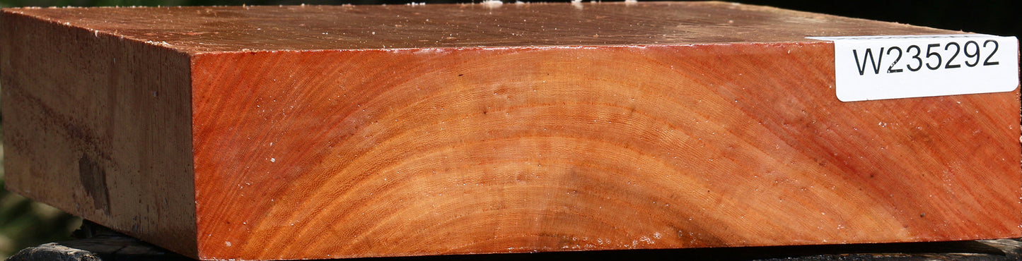 Zelkova Bowl Blank