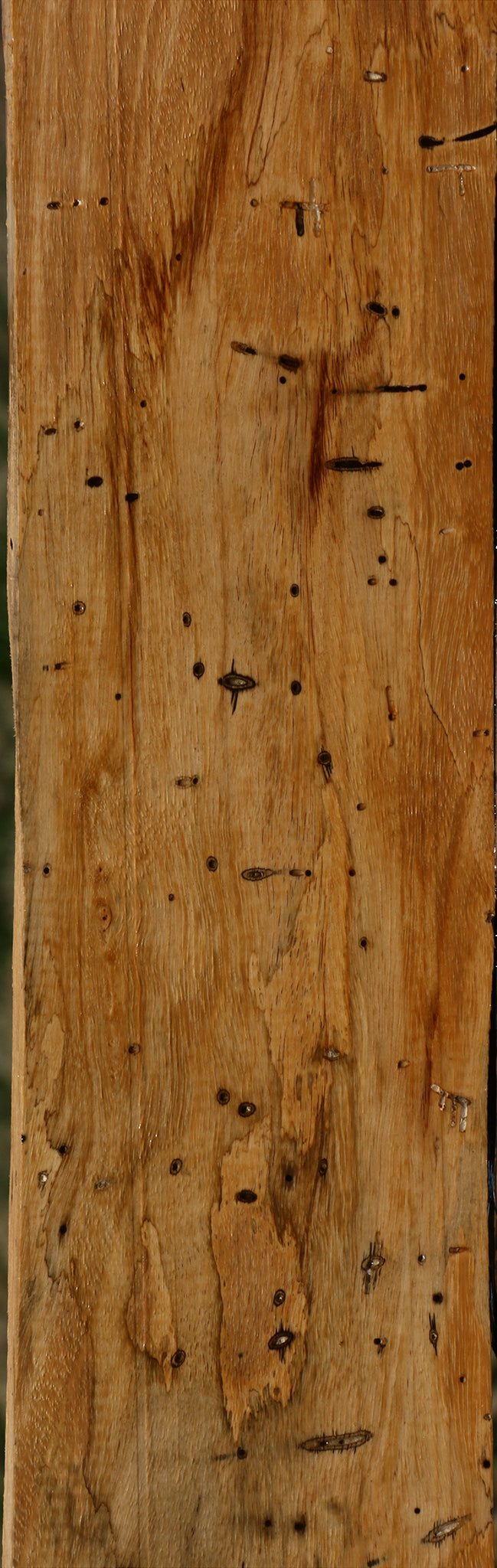 Spalted Tamarind Lumber