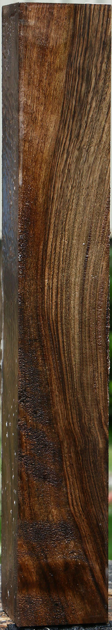 English Walnut Forend